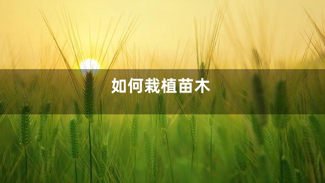 如何栽植苗木