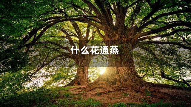 什么花通燕
