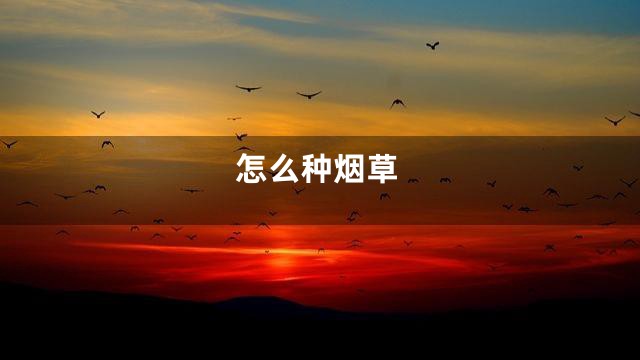 怎么种烟草