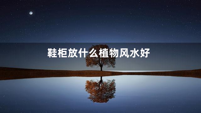 鞋柜放什么植物风水好