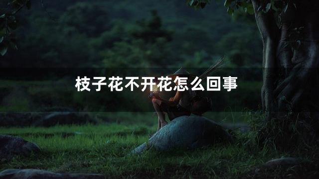 枝子花不开花怎么回事