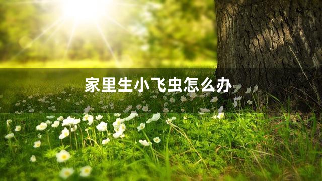 家里生小飞虫怎么办