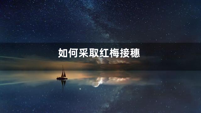 如何采取红梅接穗