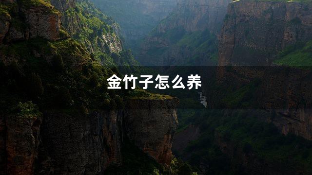 金竹子怎么养