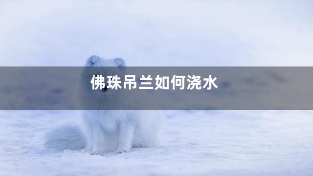 佛珠吊兰如何浇水