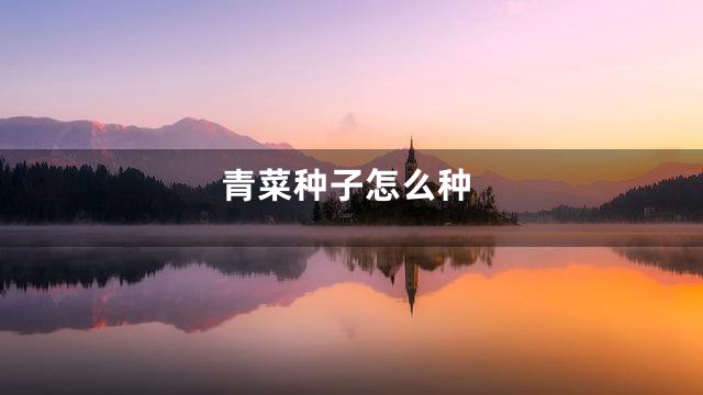 青菜种子怎么种
