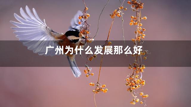 广州为什么发展那么好