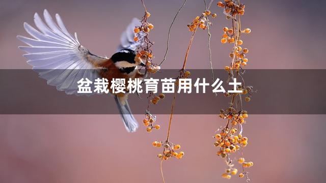 盆栽樱桃育苗用什么土