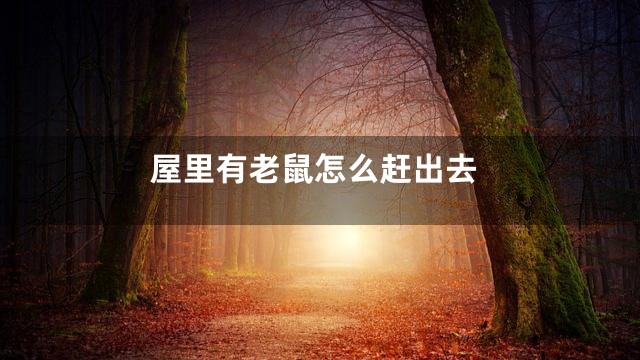 屋里有老鼠怎么赶出去