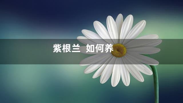 紫根兰  如何养