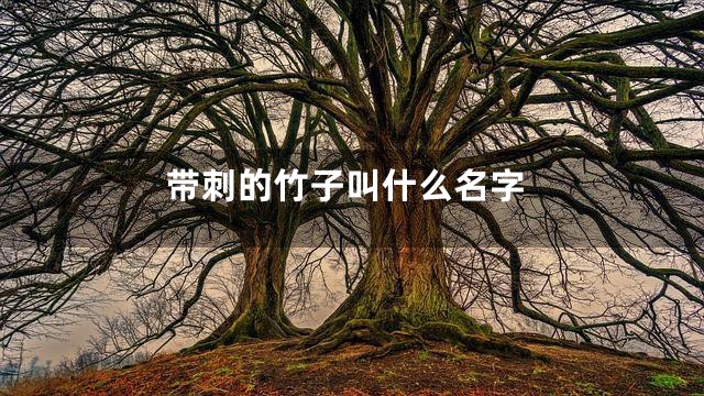带刺的竹子叫什么名字