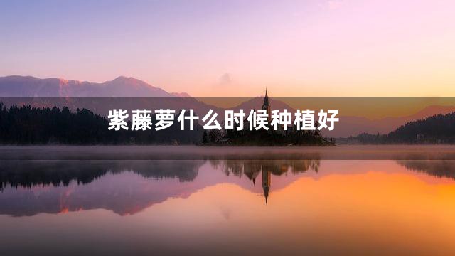 紫藤萝什么时候种植好