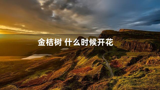 金桔树 什么时候开花