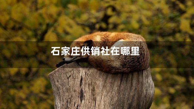 石家庄供销社在哪里