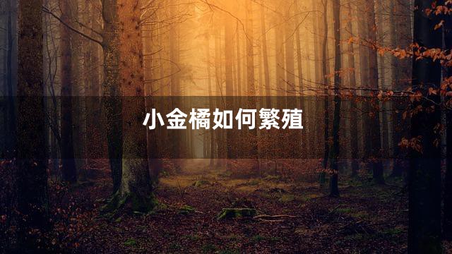 小金橘如何繁殖