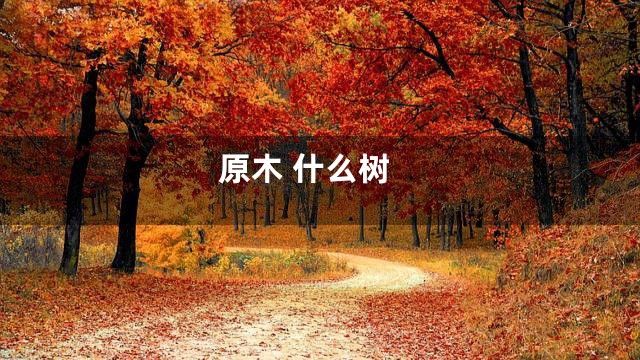 原木 什么树