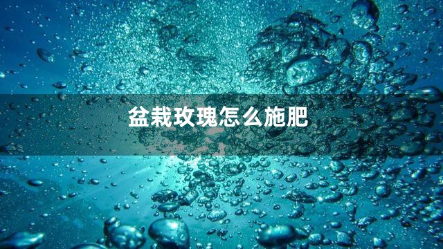 盆栽玫瑰怎么施肥