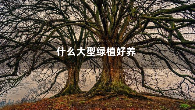 什么大型绿植好养