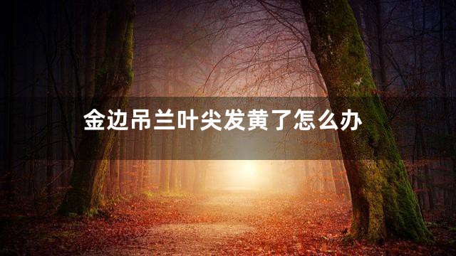 金边吊兰叶尖发黄了怎么办