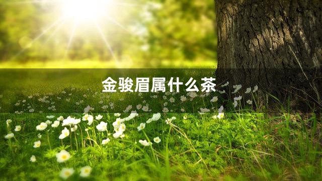 金骏眉属什么茶