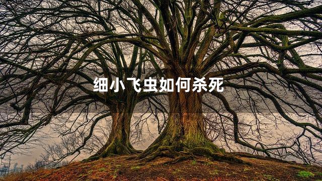 细小飞虫如何杀死