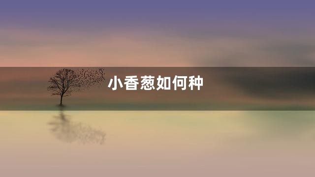 小香葱如何种
