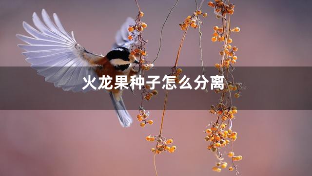 火龙果种子怎么分离