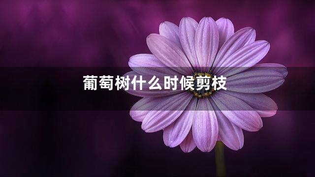 葡萄树什么时候剪枝