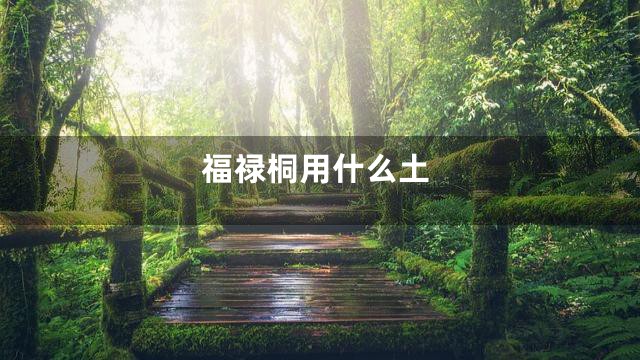 福禄桐用什么土
