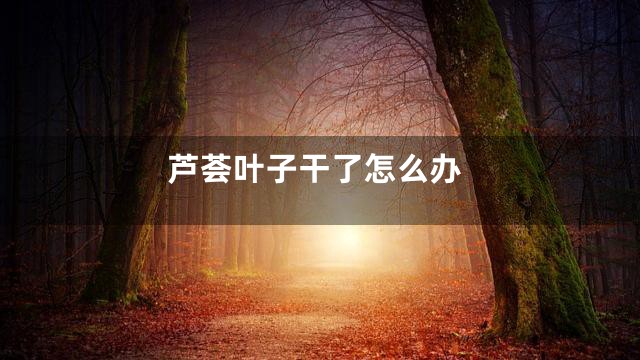 芦荟叶子干了怎么办