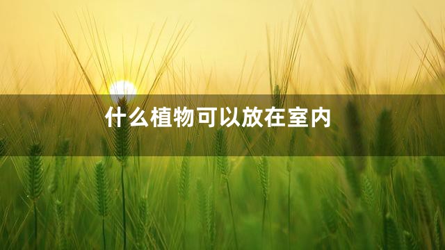 什么植物可以放在室内