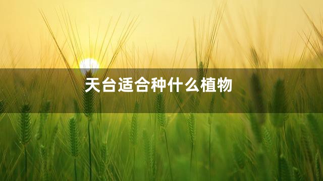 天台适合种什么植物