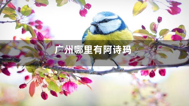 广州哪里有阿诗玛