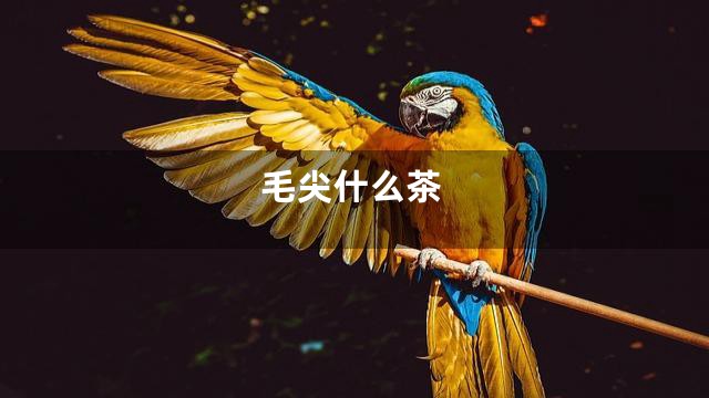 毛尖什么茶