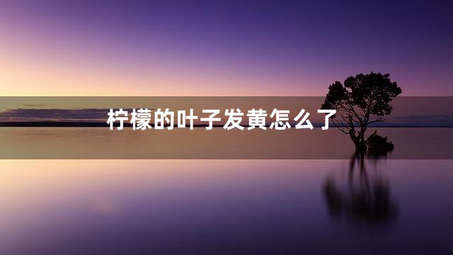 柠檬的叶子发黄怎么了