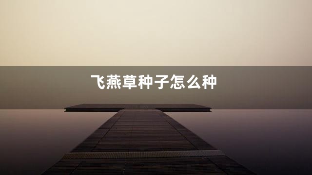 飞燕草种子怎么种