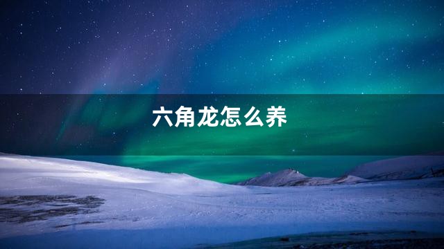 六角龙怎么养