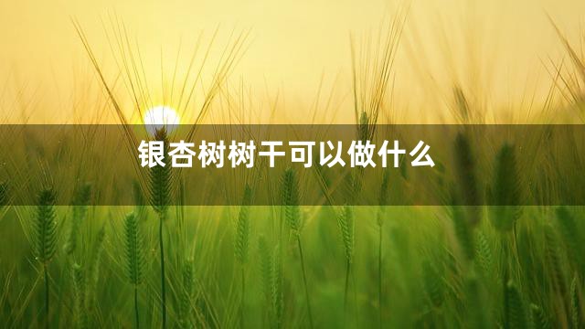 银杏树树干可以做什么