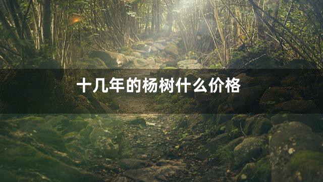 十几年的杨树什么价格