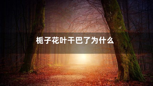 栀子花叶干巴了为什么