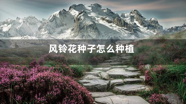 风铃花种子怎么种植