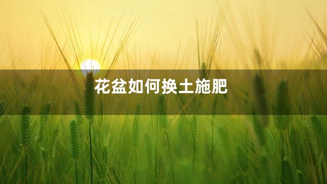 花盆如何换土施肥