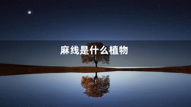 麻线是什么植物