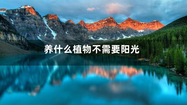 养什么植物不需要阳光