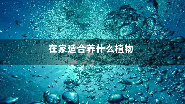 在家适合养什么植物