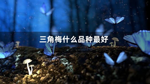 三角梅什么品种最好