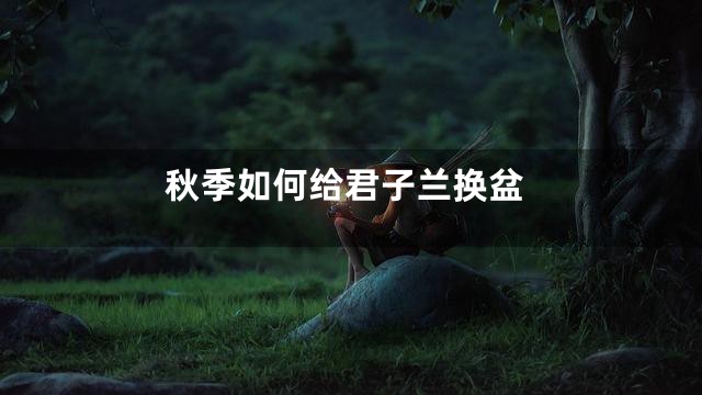 秋季如何给君子兰换盆