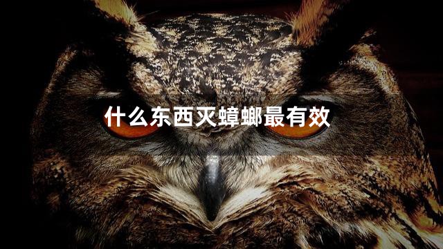 什么东西灭蟑螂最有效