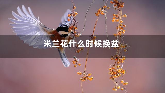 米兰花什么时候换盆