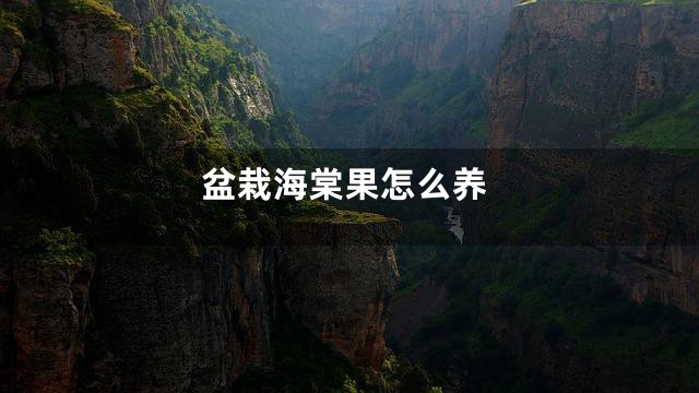 盆栽海棠果怎么养